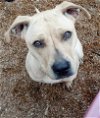 adoptable Dog in , IL named Jilly Beans