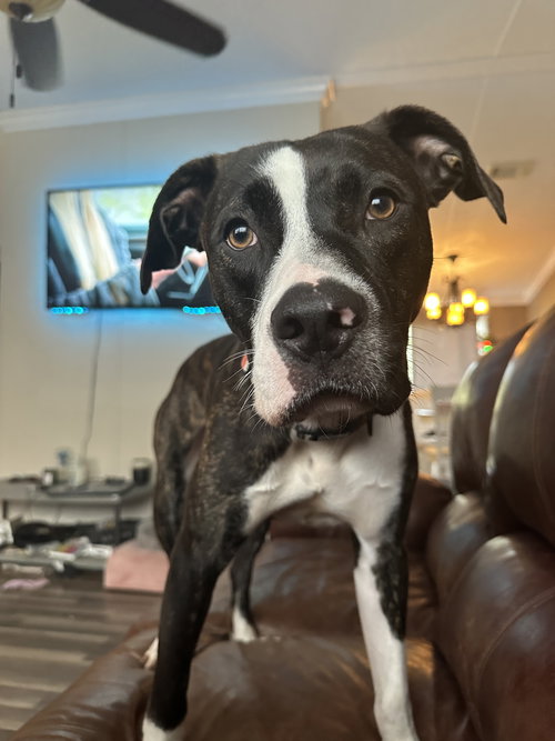 picture of the dog needing adoption