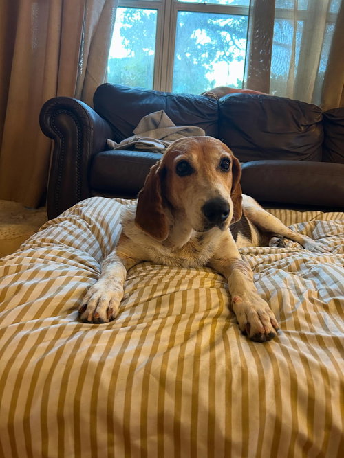 picture of the dog needing adoption