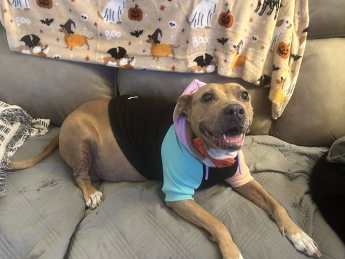 picture of the dog needing adoption