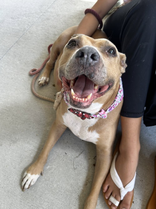 picture of the dog needing adoption
