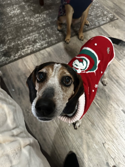 picture of the dog needing adoption