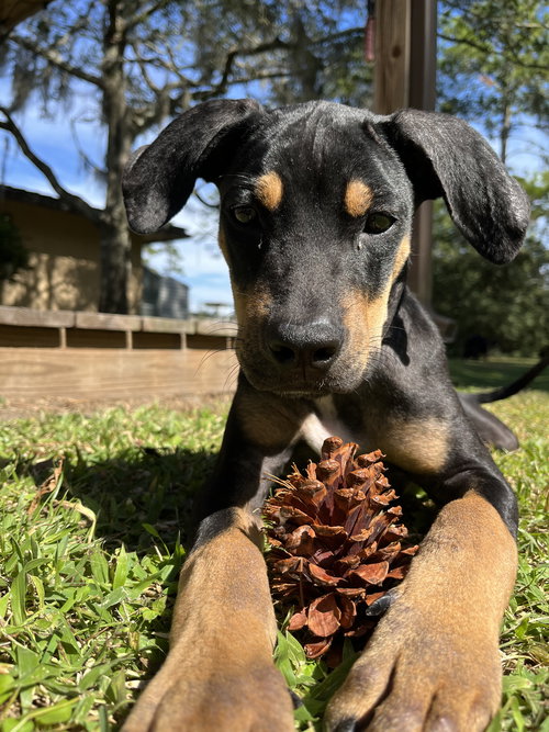 picture of the dog needing adoption