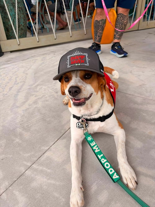 picture of the dog needing adoption