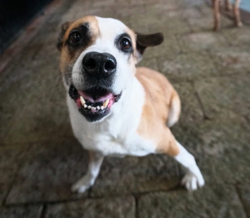 picture of the dog needing adoption