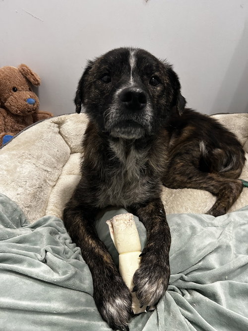 picture of the dog needing adoption