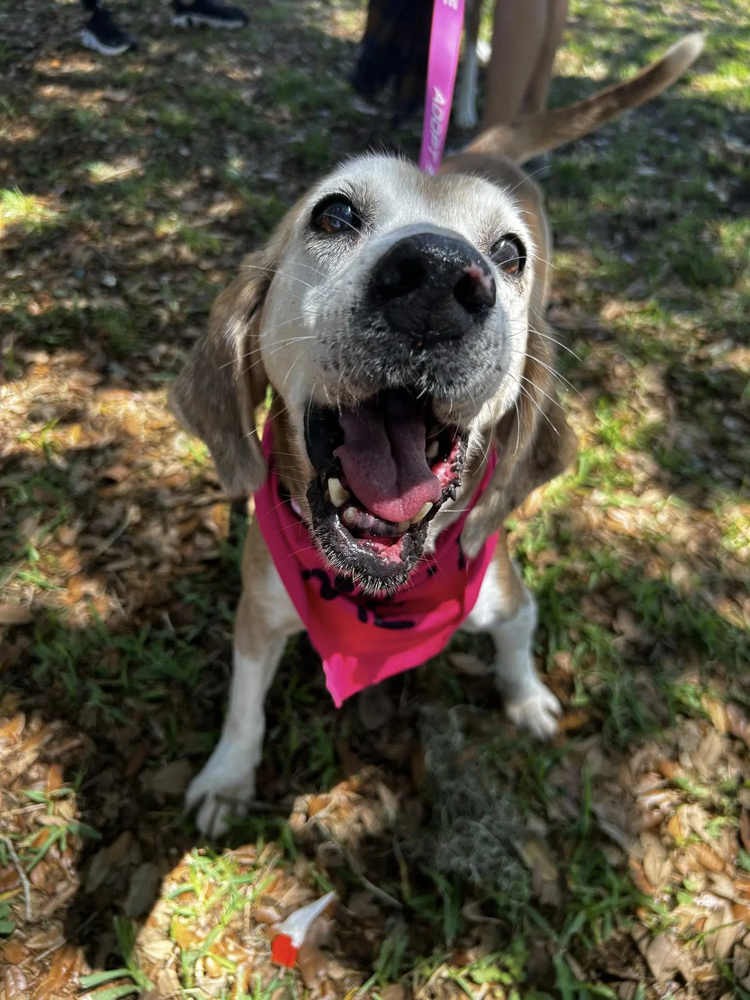 Edith - Hound