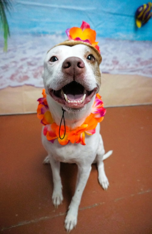 Robin Egg, a dog for adoption from Swamp Haven Rescue, Inc.