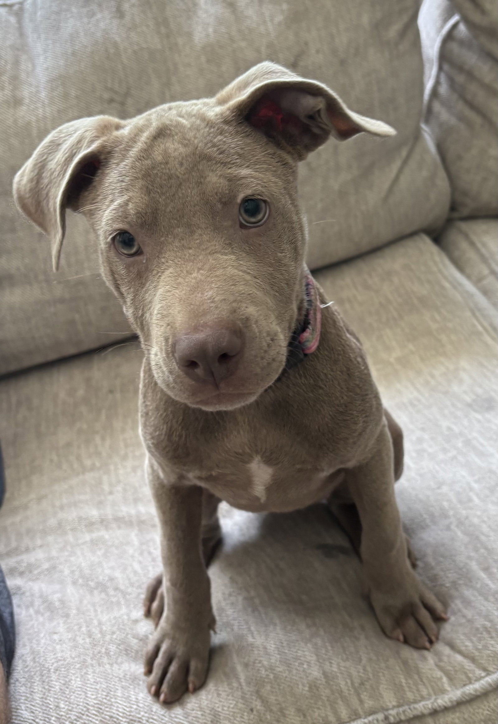 Tortilla, Pit Bull Terrier