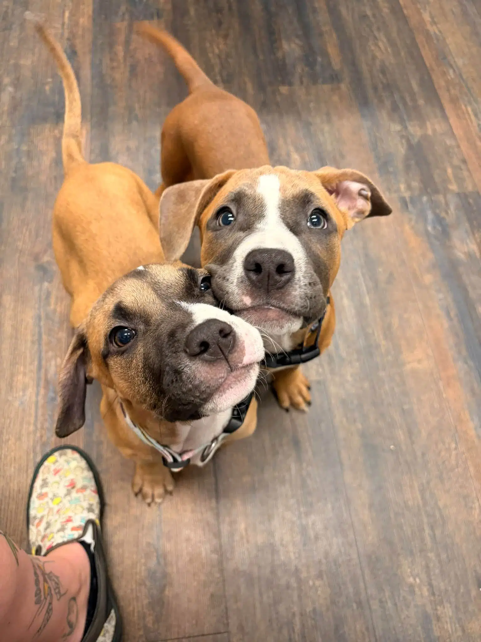 Spirit image 2
