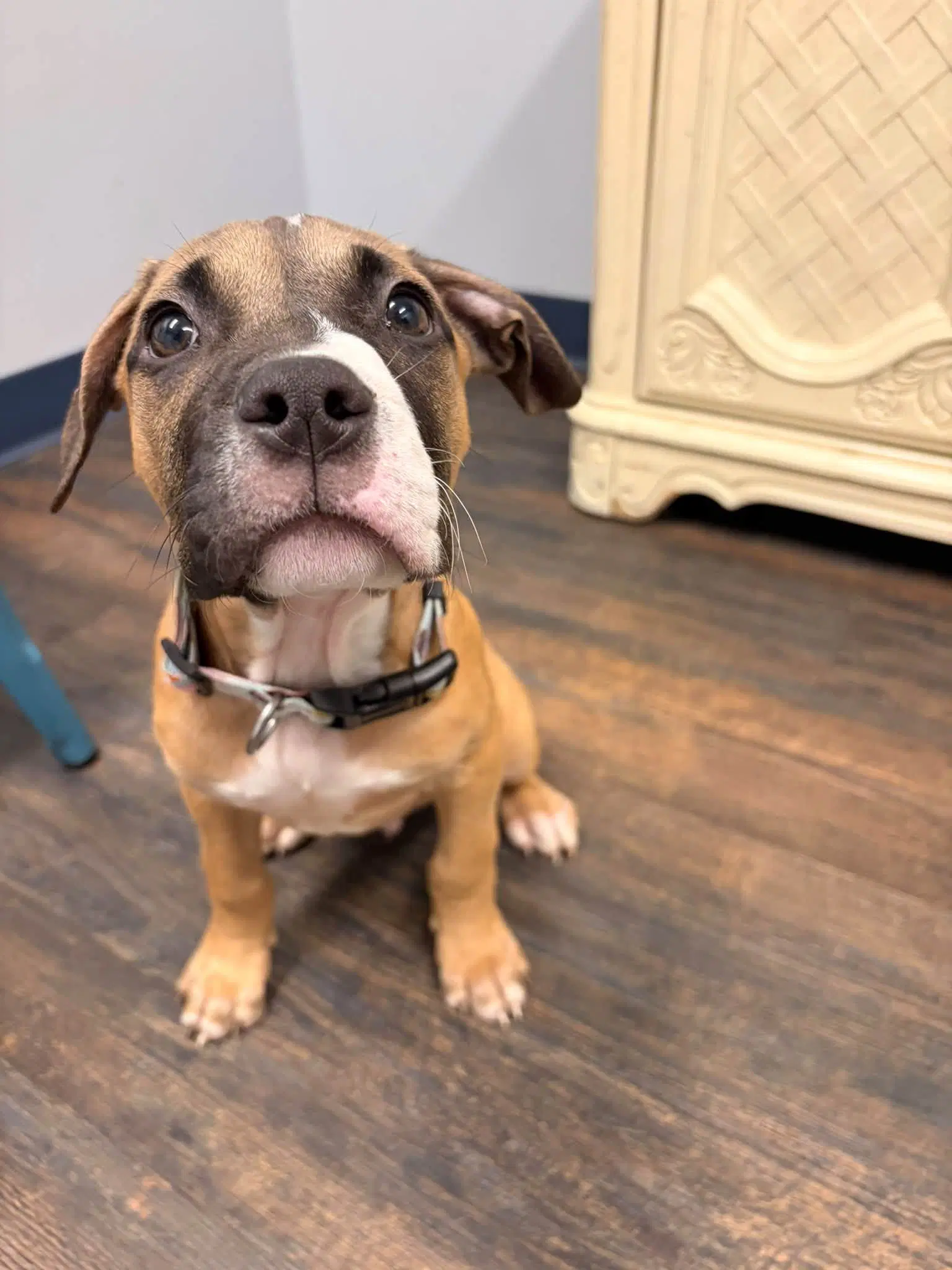 Spook - Boxer
