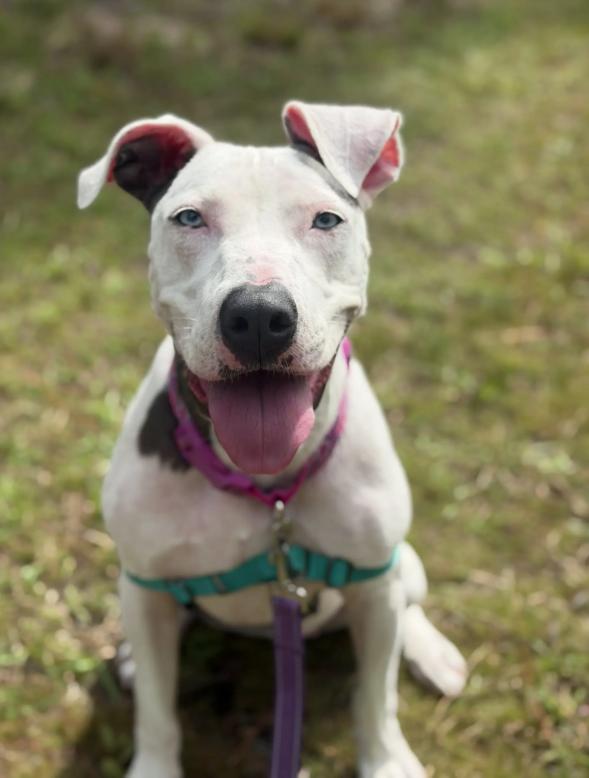 Pancake - Catahoula Leopard Dog