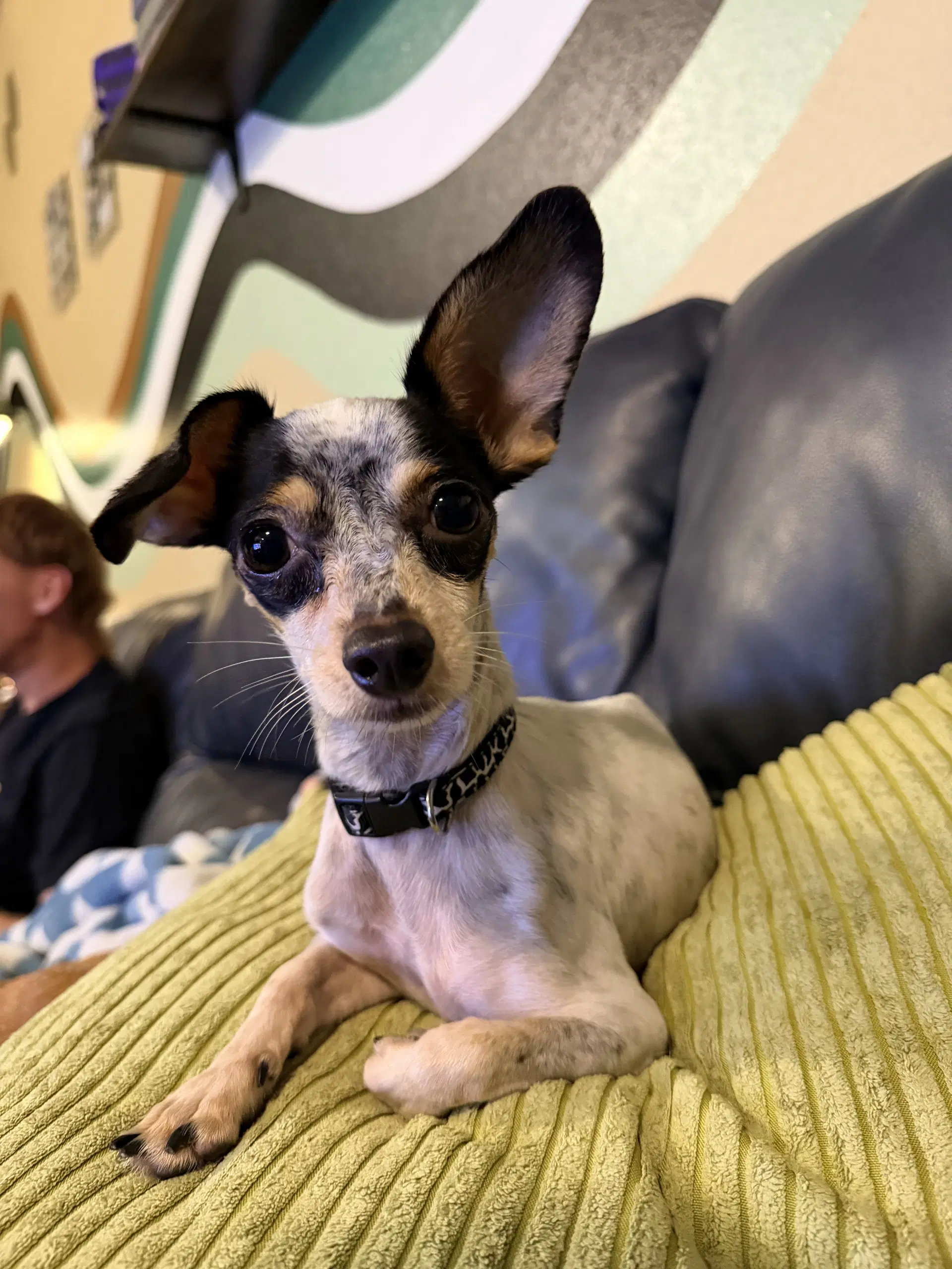 Pigeon - Chihuahua