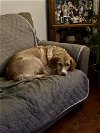 adoptable Dog in murrells inlet, SC named Sophie