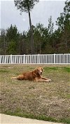 adoptable Dog in , SC named Buster