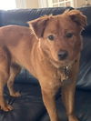 adoptable Dog in  named Elsa