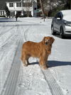 adoptable Dog in murrells inlet, SC named Denali