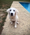 Buttercup - Photo 1