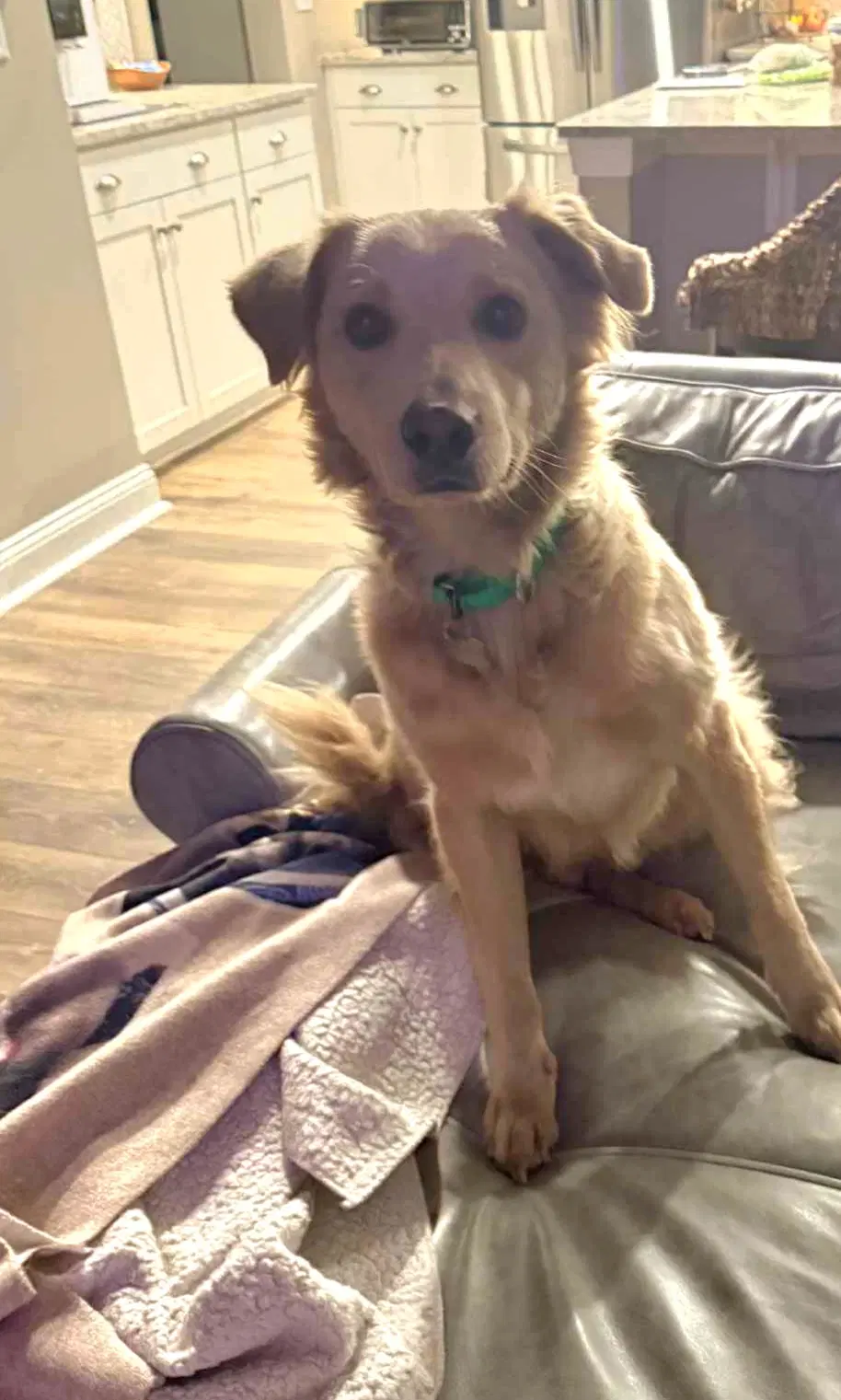 Hurley - Golden Retriever