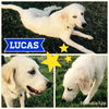 Lucas