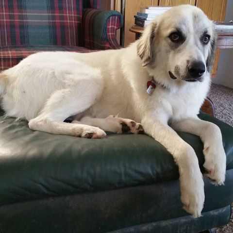 Ollie