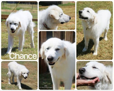 Chance
