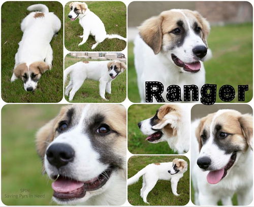 Ranger