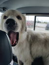 Meko