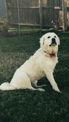 Wilbur