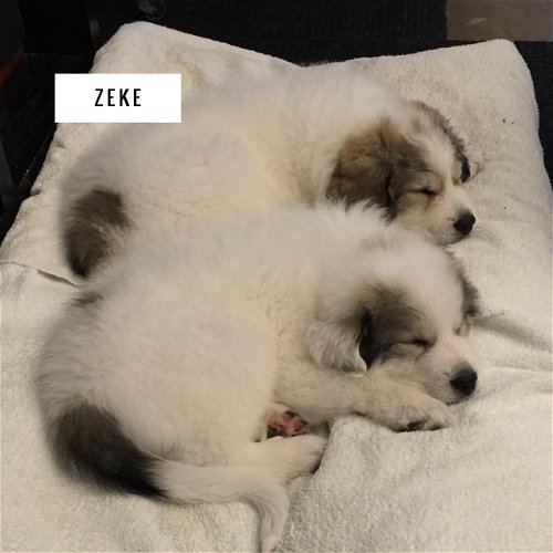 Zeke