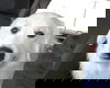 Finn