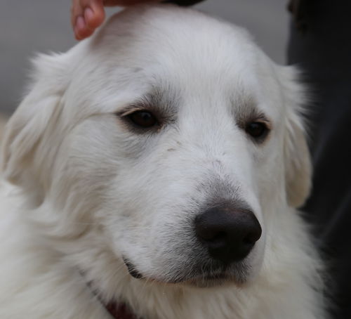 Finn