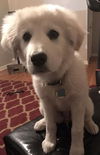 Kaia
