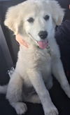 Kaia