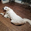 Bella (tripod)