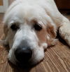 Bella (tripod)