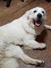Bella (tripod)