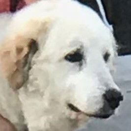 Belle