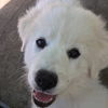 Bailey