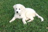 Bailey