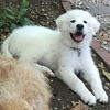 Bailey