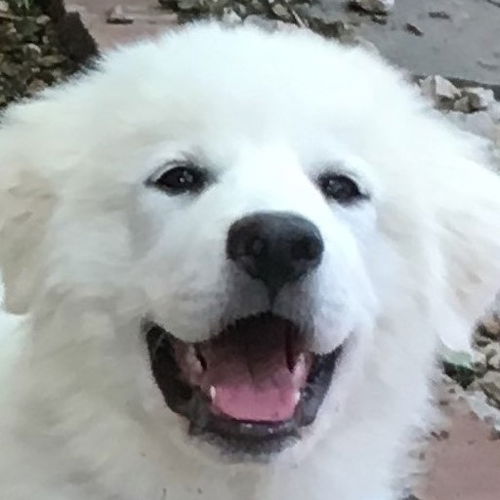 Bailey