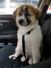 Beethoven