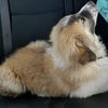 Beethoven