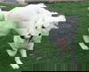 Daisy (pup)