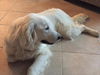 Daisy (pup)