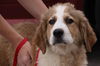 Arlo
