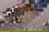Arlo
