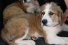 Arlo