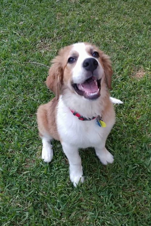 Arlo
